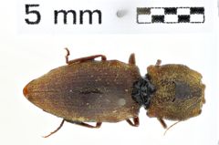 Foto (Dorsalansicht) von Agrypnus dilatipennis (Kishii, 1995)